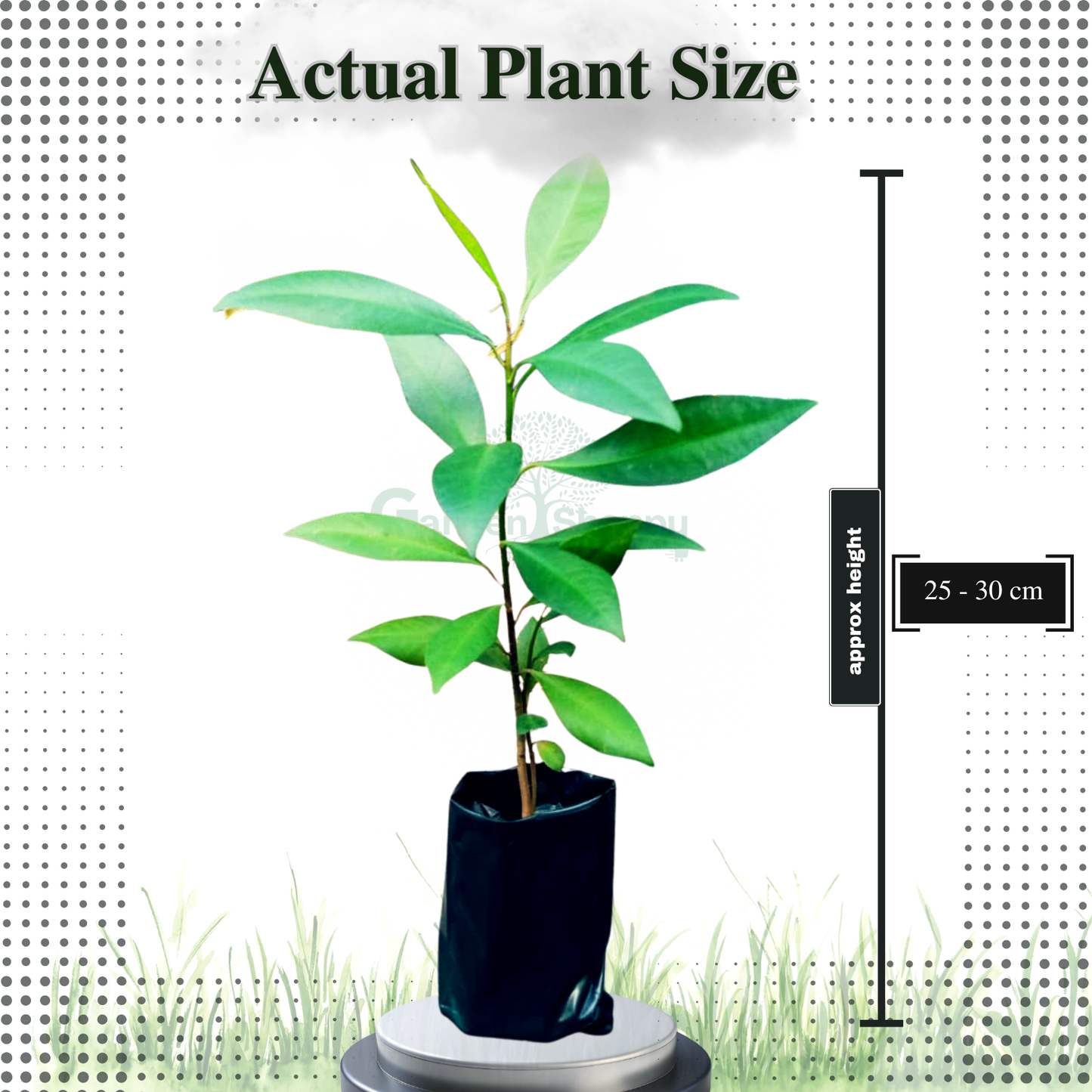 Coral Berry Fruit Plants - Ardisia Elliptica