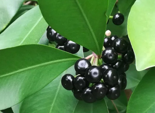 Coral Berry Fruit Plants - Ardisia Elliptica