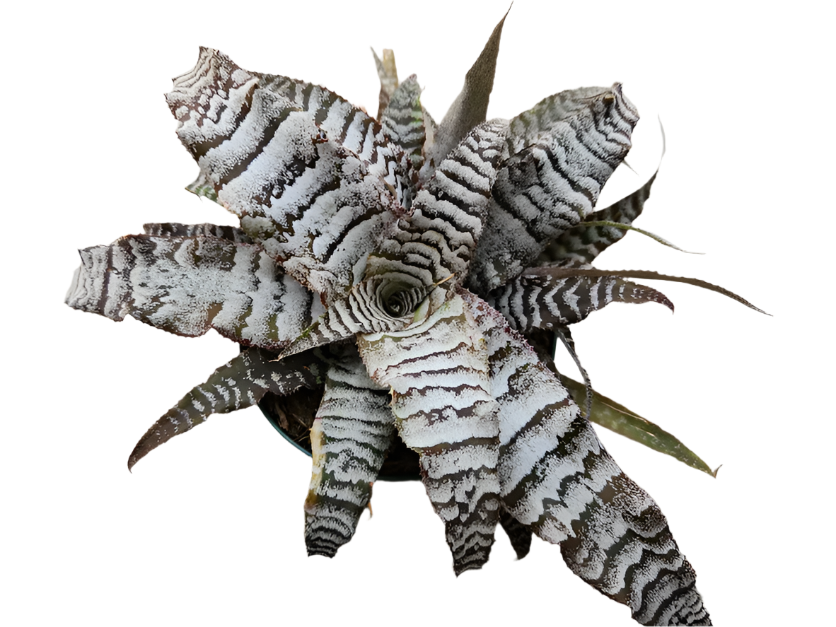 Cryptanthus Absolute Zero Plant - Cryptanthus