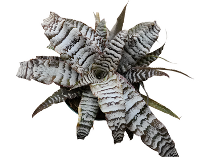 Cryptanthus Absolute Zero Plant - Cryptanthus