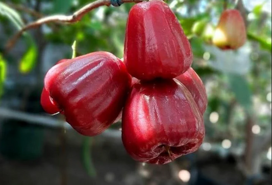 Dalhari Water Apple Fruit Plant - Syzygium Samarangense