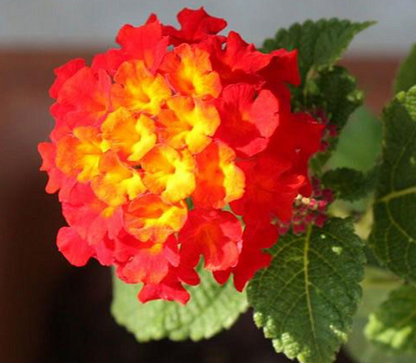 Dallas Red Lantana Flowering Plant  - Lantana Camara 'Dallas Red'