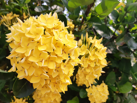 Ixora Dark Yellow Flowering Plant – Ixora Coccinea