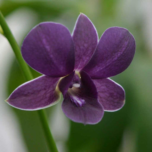 Dendrobium Blue Thai Airway Blue Orchid Plant - Dendrobium spp