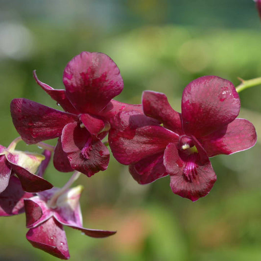 Dendrobium Christmas Red Orchid Plant - Dendrobium spp