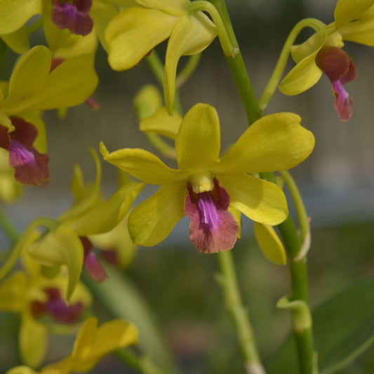 Dendrobium DO259 Orchid Plant - Dendrobium spp
