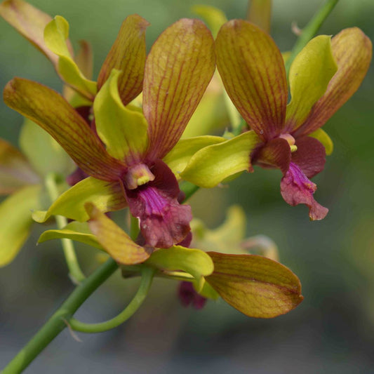 Dendrobium Golden Brown Orchid Plant - Dendrobium spp