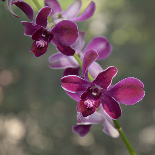 Dendrobium Hirochi Orchid Plant - Dendrobium spp