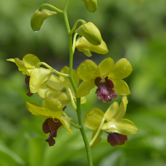 Dendrobium Kaoyai Gold Orchid Plant - Dendrobium spp