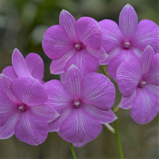 Dendrobium Lilac Dream Orchid Plant - Dendrobium spp