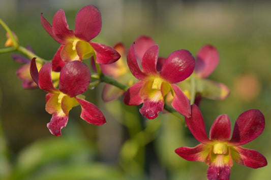 Dendrobium Morning Sun Orchid Plant - Dendrobium spp