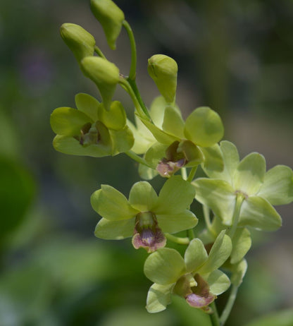 Dendrobium New Jade Midori Orchid Plant - Dendrobium spp