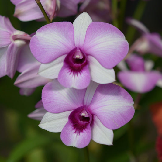 Dendrobium Pink DO48 Orchid Plant - Dendrobium spp