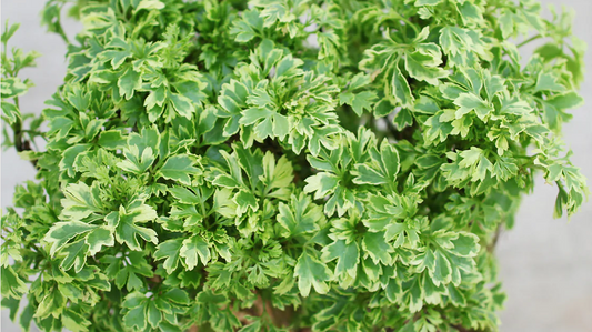 Dwarf Aralia Ming Variegated Plant - Polyscias fruticosa