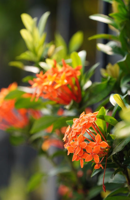 Dwarf Ixora Orange Flowering Plant - Ixora Coccinea