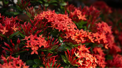 Dwarf Ixora Red Flowering Plant - Ixora Coccinea
