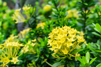 Dwarf Ixora Yellow Flowering Plant - Ixora Coccinea