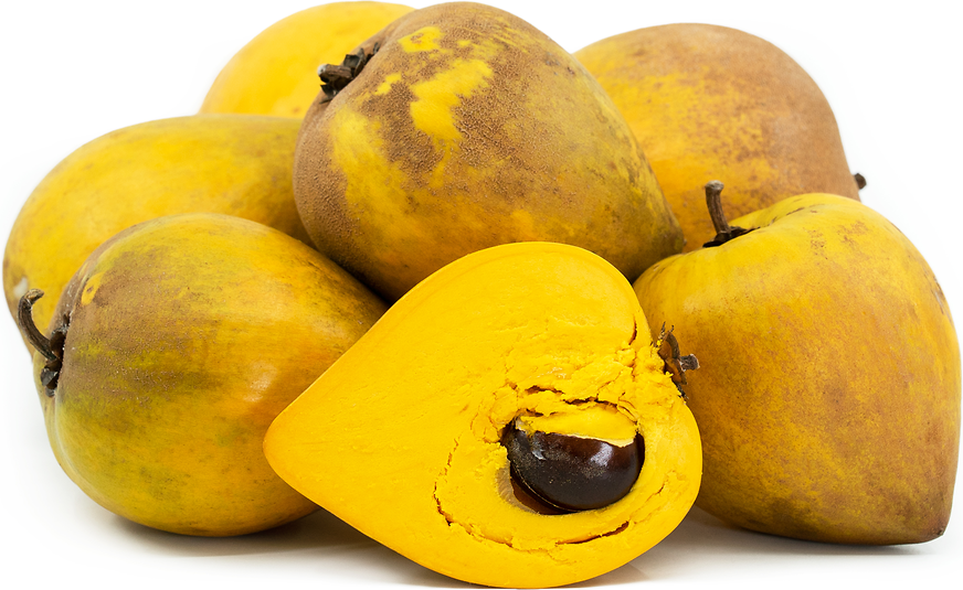 Egg Fruit Plant - Puteria Campechiana
