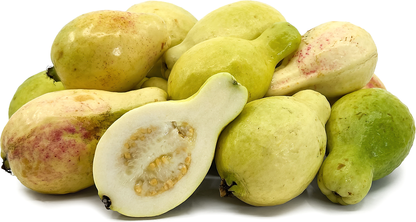 Egyptian Guava Fruit Plant - Psidium Guajava