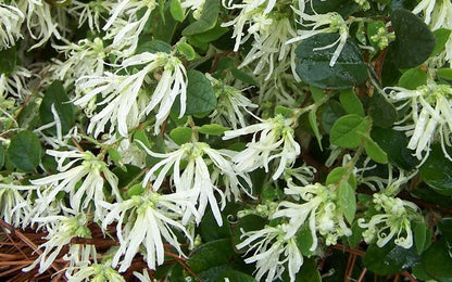 Emerald Snow Loropetalum Flowering Plant - Loropetalum Chinense Rubrum