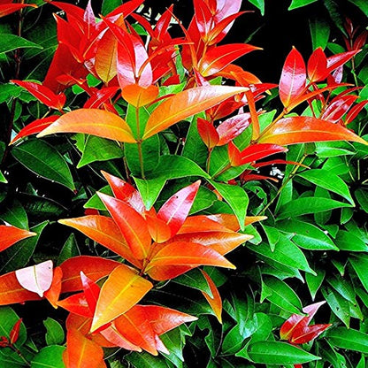 Eugenia Plant – Syzygium Campanulatum