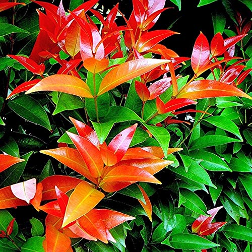 Eugenia Plant – Syzygium Campanulatum