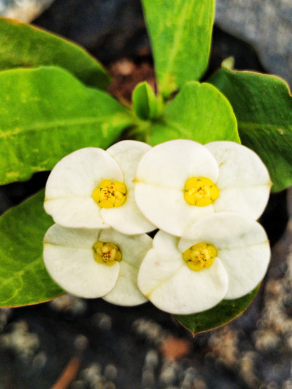Euphorbia E033 Flowering Plant- Euphorbia Milii