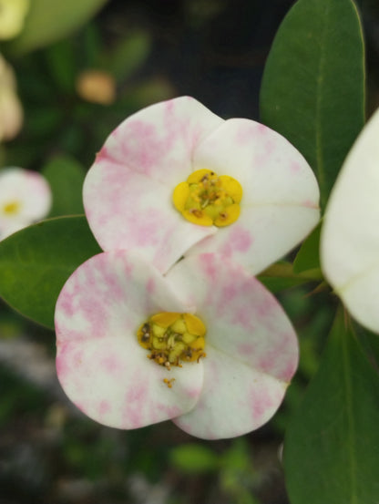Euphorbia E035 Flowering Plant- Euphorbia Milii