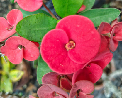 Euphorbia E036 Flowering Plant- Euphorbia Milii