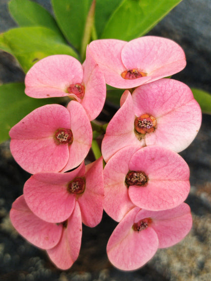 Euphorbia E037 Flowering Plant- Euphorbia Milii