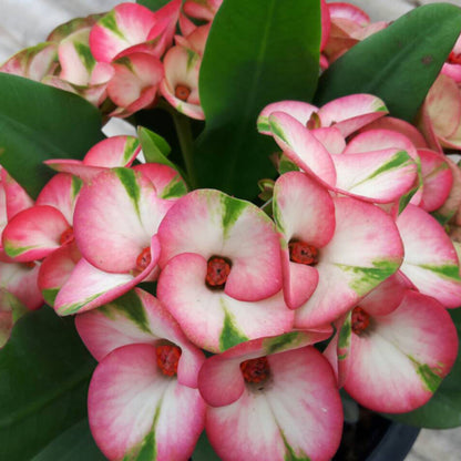 Euphorbia E038 Flowering Plant- Euphorbia Milii