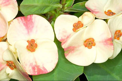 Euphorbia E040 Flowering Plant - Euphorbia Milii