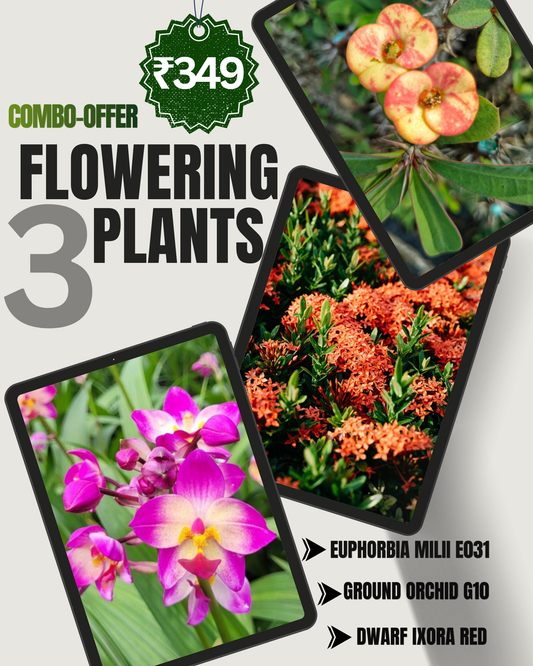 3 Flowering Plant Combo - Only ₹349