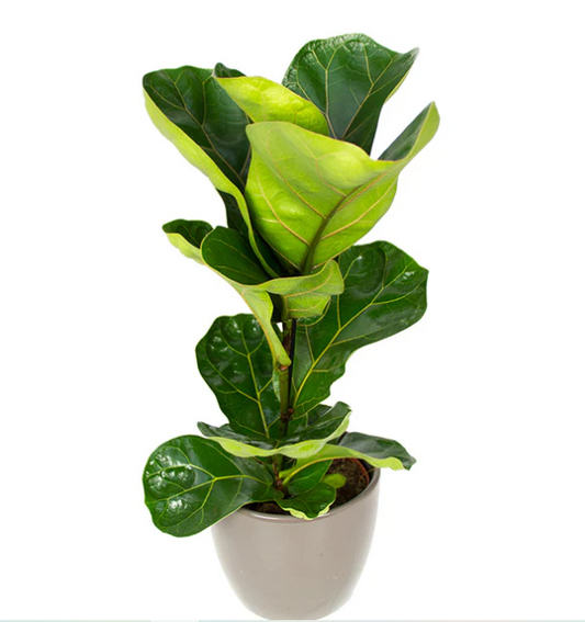 Fiddle Leaf Fig Plant - Ficus Lyrata