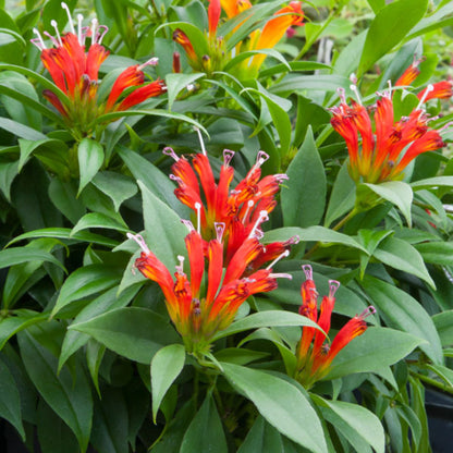 Firework Lipstick Plant - Aeschynanthus Hybrid