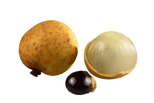 Four Season Longan Fruit Plant