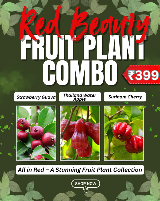 3 Fruit Plant Combo - Red Beauty Only ₹399