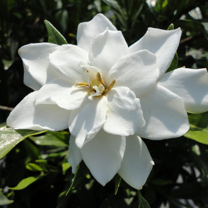 Gardenia White Flowering Plant - Gardenia Jasminoides