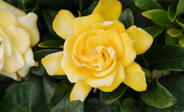 Gardenia Yellow Flowering Plant - Gardenia Jasminoides