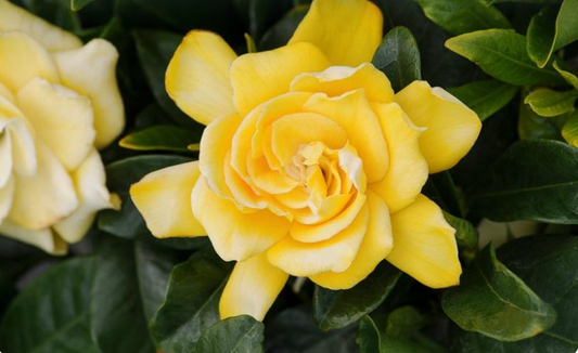 Gardenia Yellow Flowering Plant - Gardenia Jasminoides