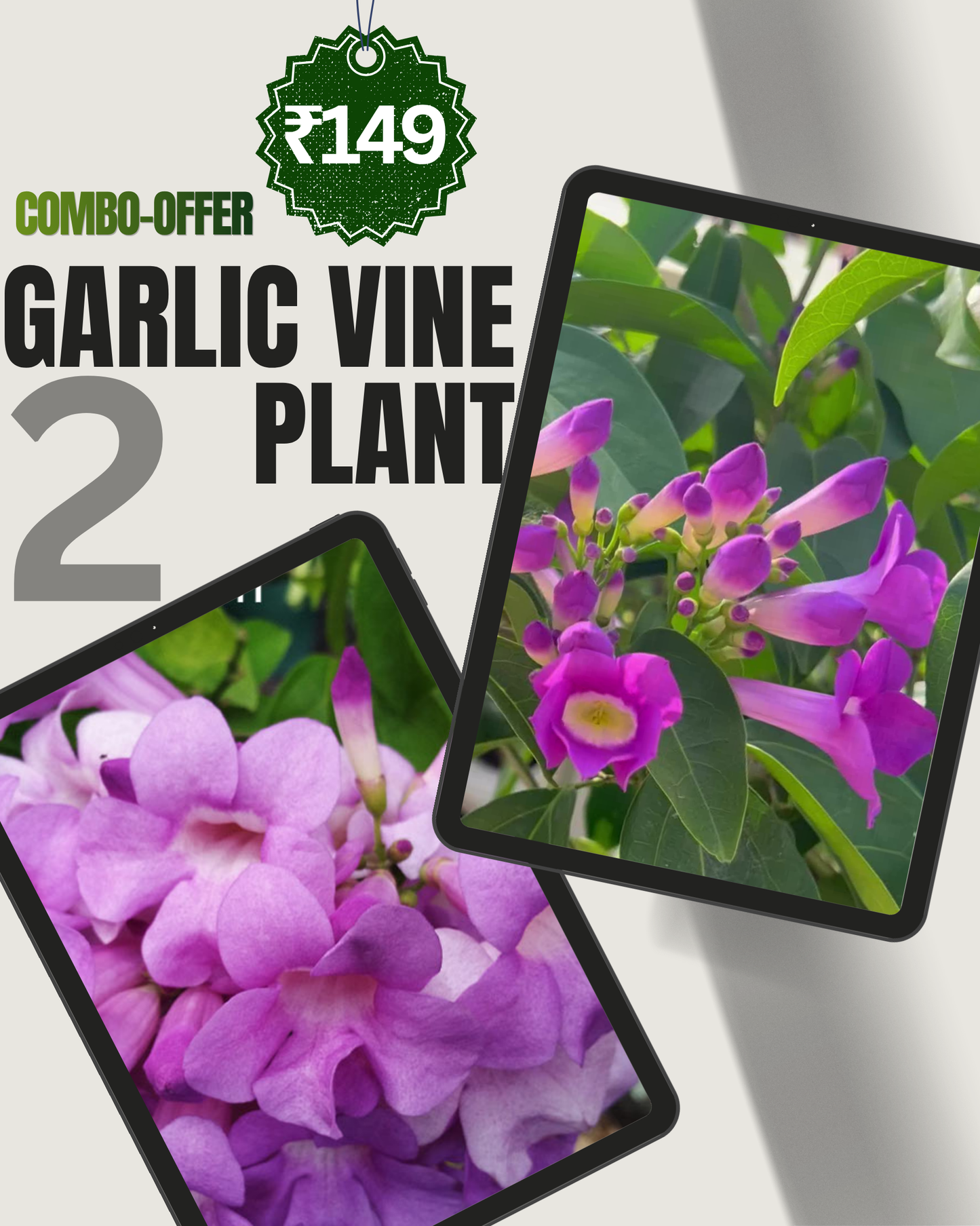 2 Garlic Vine Pants Mansoa Alliacea - Only ₹149