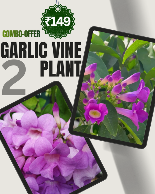 2 Garlic Vine Pants Mansoa Alliacea - Only ₹149