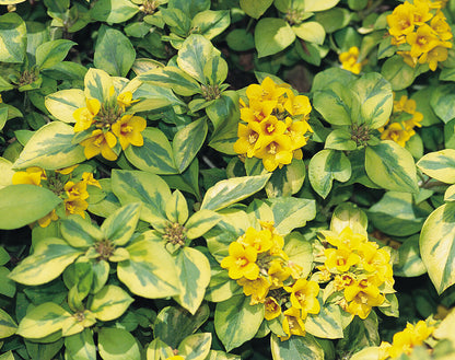 Golden Globes Variegated Flowering Plant - Lysimachia Congestiflora
