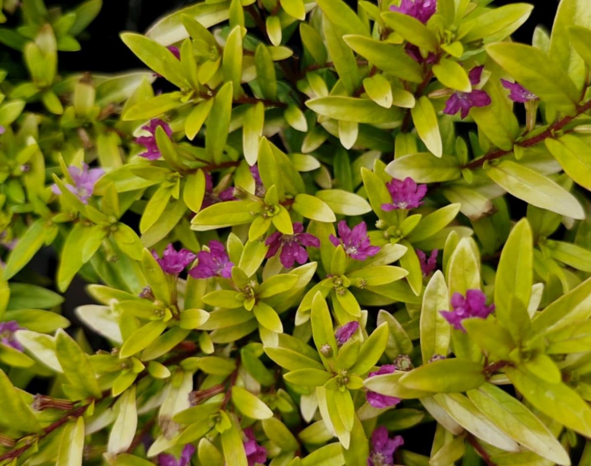 Golden Leaf Cuphea Flowering Plant - Cuphea Hyssopifolia
