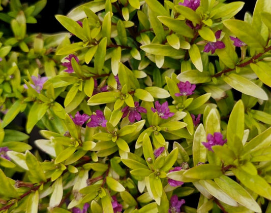 Golden Leaf Cuphea Flowering Plant - Cuphea Hyssopifolia