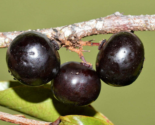 Governor's Plum Fruit Plant