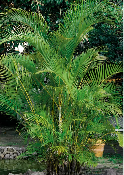 Sayagra Palm Plant - Syagrus Romanzoffiana