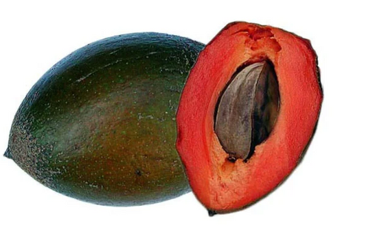 Green Sapote Fruit Plant