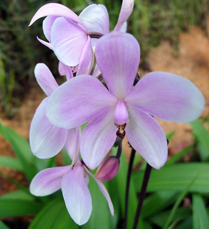 Ground Orchid G011 Flowering Plant - Spathoglottis Plicata