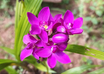 Ground Orchid G03 Flowering Plant - Spathoglottis Plicata